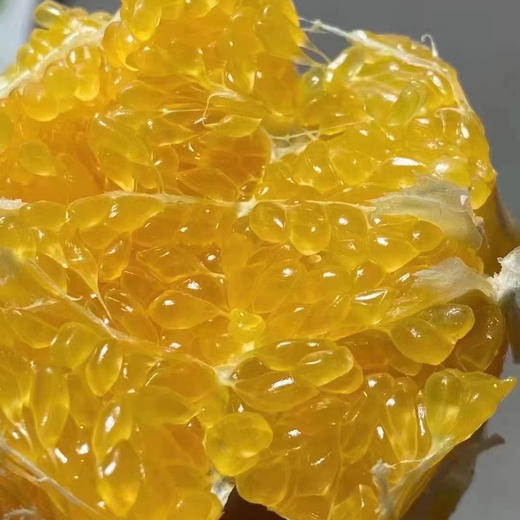 招财猫春见 商品图7