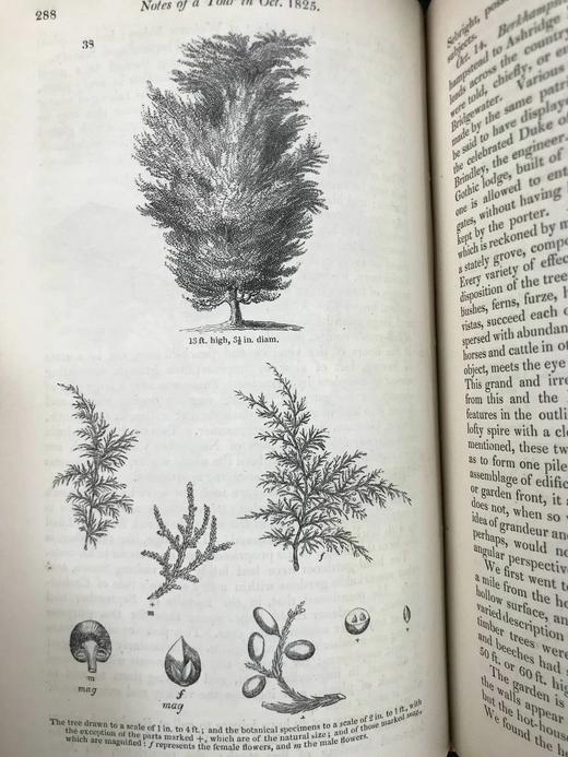 1840年 园丁杂志 近百幅版画插图 真皮精装大32开 商品图10