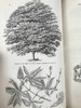 1840年 园丁杂志 近百幅版画插图 真皮精装大32开 商品缩略图9
