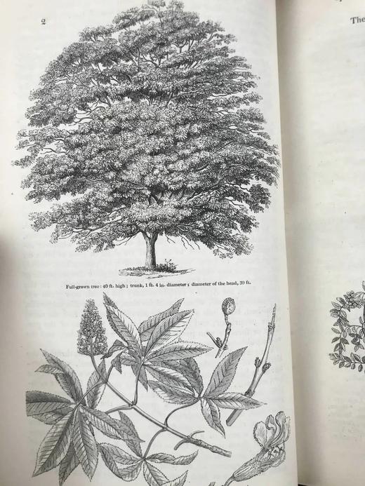 1840年 园丁杂志 近百幅版画插图 真皮精装大32开 商品图9