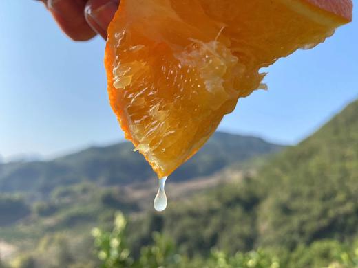 五届金奖老树脐橙，25年沉淀的稀缺果实 商品图5