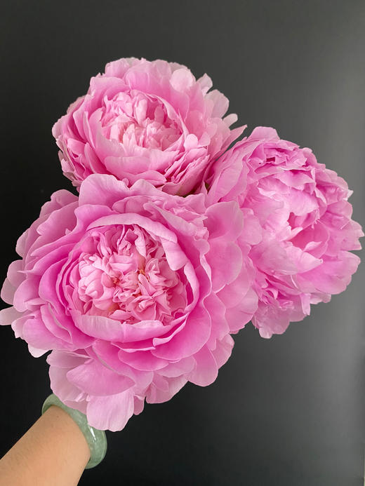 【昆明仓】山东芍药 | 餐盘 商品图4