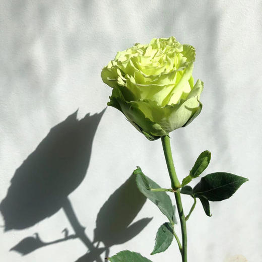 厄瓜多尔玫瑰Matcha抹茶10支 商品图2