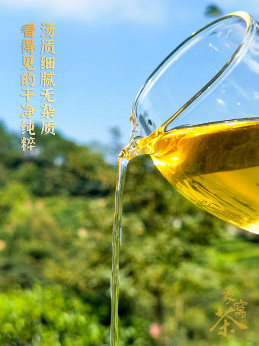 【象窝7号小茶饼象窝茶 陈香茶 2021年7号 三级生茶饼 生普洱茶 100克/饼 商品图3