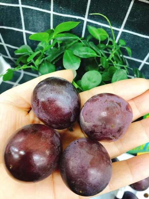 爆甜辽峰鲜果粒2盒（拼团） 商品图2