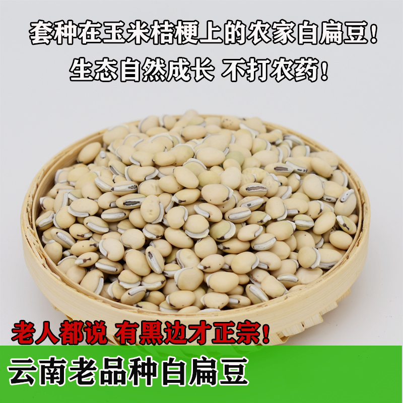 白扁豆 老品种有黑边黑点 药食同用除湿热 可煮粥炖汤炒食