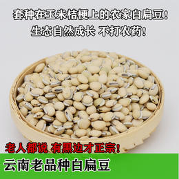 白扁豆 老品种有黑边黑点 药食同用除湿热 可煮粥炖汤炒食