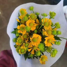 油画小菊.黄色