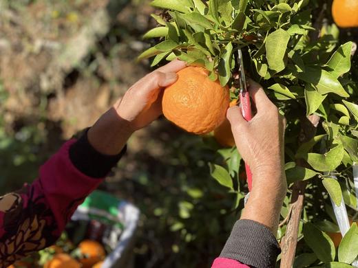 大理宾川椪柑 香甜可口 爆汁 现摘带叶 精选  包邮 商品图13