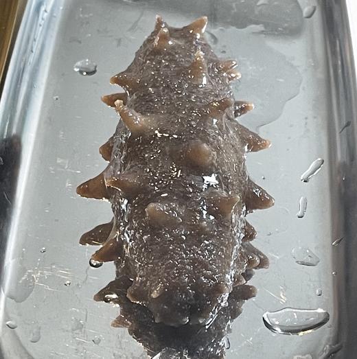 大连蚂蚁岛纯天然野生即食海参 免泡发解冻即食营养快手 商品图9