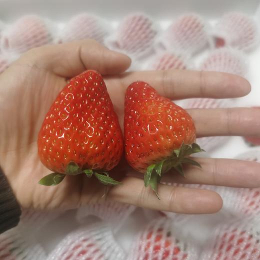 北城有机红颜草莓 售卖周期12月-次年5月初 商品图2