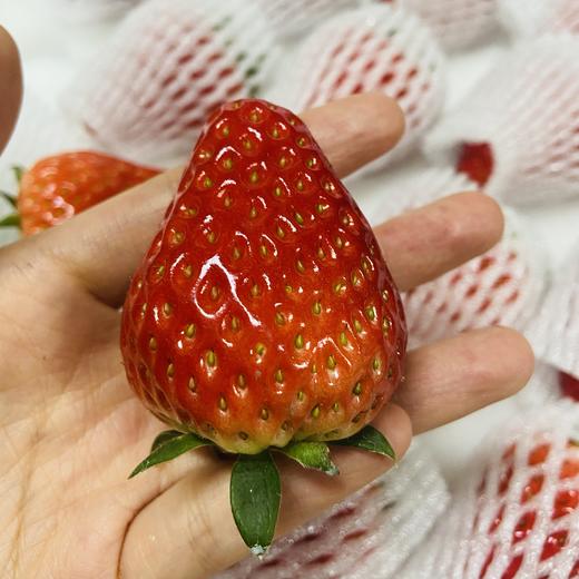 北城有机红颜草莓 售卖周期12月-次年5月初 商品图3