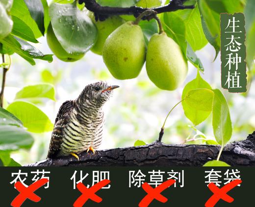 [推荐] 柴火秋梨膏 260克/瓶  药食同源  || 酵素种植梨原料 商品图9