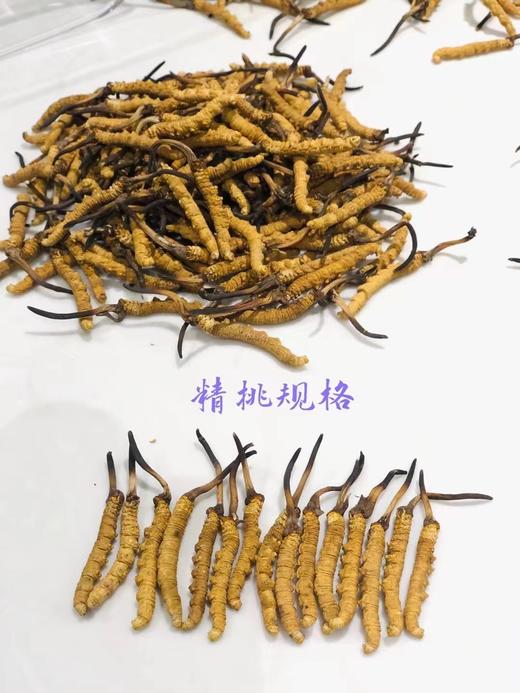 抗疫盾牌 虫草茶 10袋装 商品图0