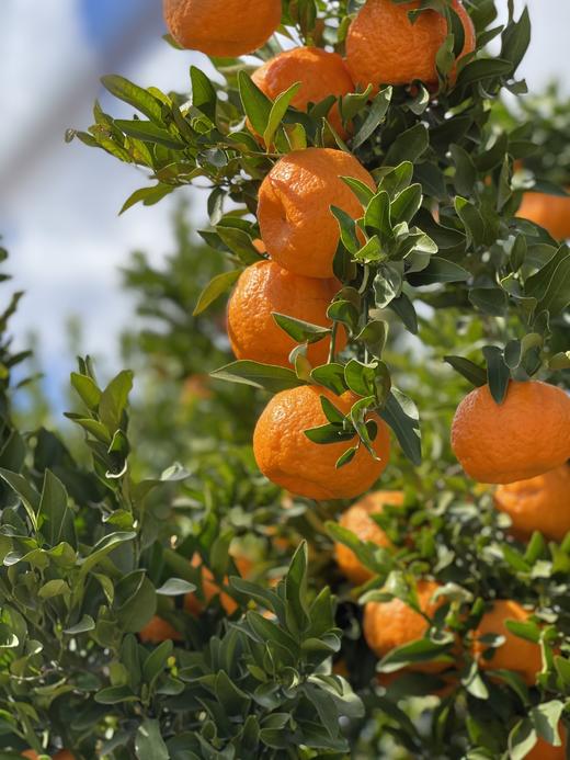 大理宾川椪柑 香甜可口 爆汁 现摘带叶 精选  包邮 商品图9