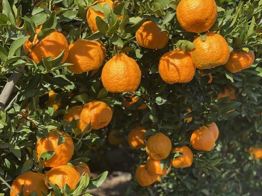 大理宾川椪柑 香甜可口 爆汁 现摘带叶 精选  包邮 商品图4