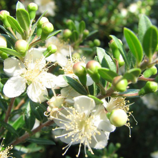 香桃木纯露 - 气味清新口の感佳 收敛毛孔控の油 法国科西嘉岛进口