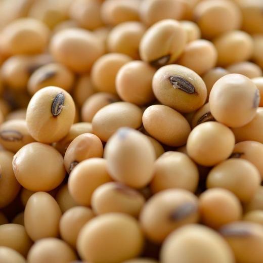 黄豆（散装）500g 商品图2