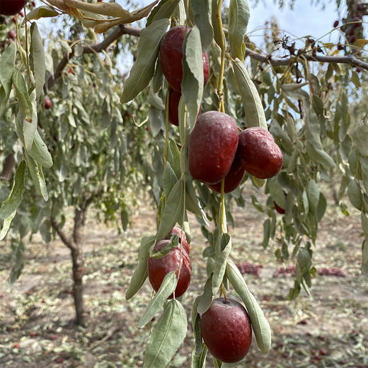 新枣【新疆若羌灰枣】自然吊干，肉厚核小，甜蜜，带灰原枣，诚邀您的支持转发，让好枣走出大西北！ 商品图3