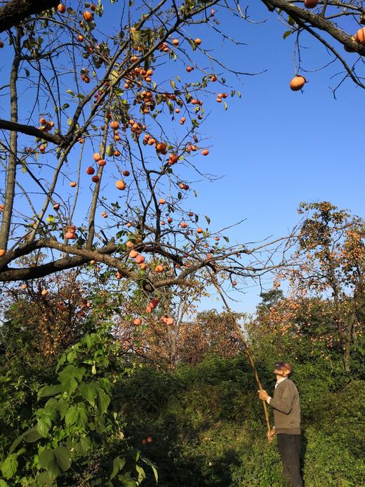 蒲州柿饼｜香甜软糯｜霜厚｜无硫磺熏制｜京东/顺丰包邮 商品图3