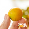 价格大跳水，最后一周！高甜度浓郁脆皮金桔  吃完满嘴清香 顺丰快递 商品缩略图8