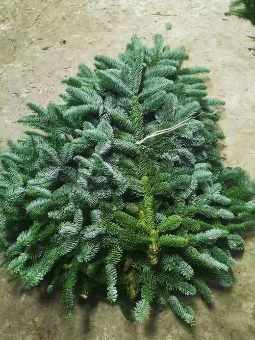 诺贝松国产 商品图0