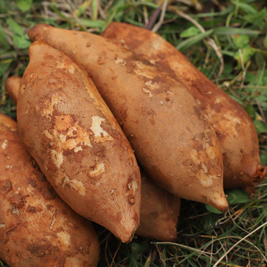 云南高山雪莲果   果肉清甜爽脆   汁水充盈    口感脆嫩多汁  果肉晶莹剔透    气泡柱装   包邮 商品图1