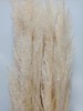 芦苇-白色 单枝 干花  约80公分 商品缩略图1