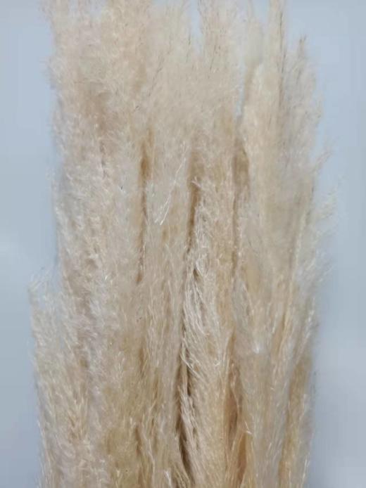 芦苇-白色 单枝 干花  约80公分 商品图1