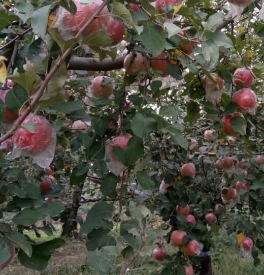 陈勇志 酵素苹果8斤 八年口碑好评如潮，口感好 【顺丰包邮 】 商品图13