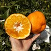 高山晚熟春见耙耙柑 （套袋果）| 山人优选，大果粒，无籽化渣，纯甜无酸，口感纯正，均匀饱满，高维C，不上火~ 商品缩略图4