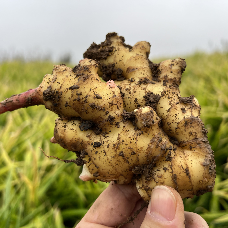 【云南 • 小黄姜】 辛辣香 姜汁饱满 姜味浓郁 驱寒黄姜 高原深山农家肥种植