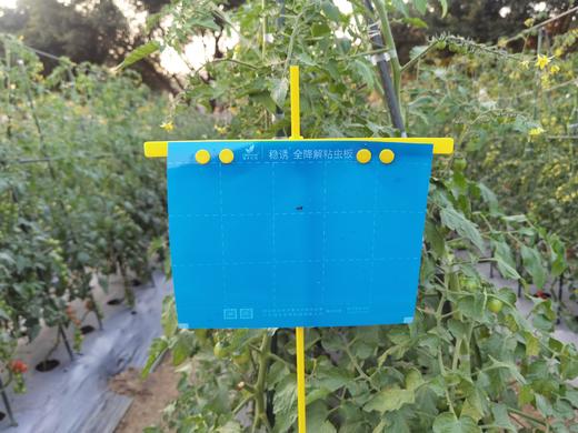 全降解粘虫板高效诱虫安全环保自动降解零污染 商品图1