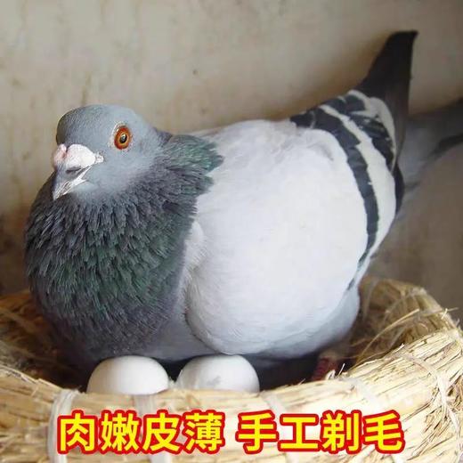 【十堰主城区包邮】生鲜肉类新鲜现杀 郧阳区青山乳鸽2只/3只（单只杀完净重6~7两左右） 周二、周五发货 商品图1