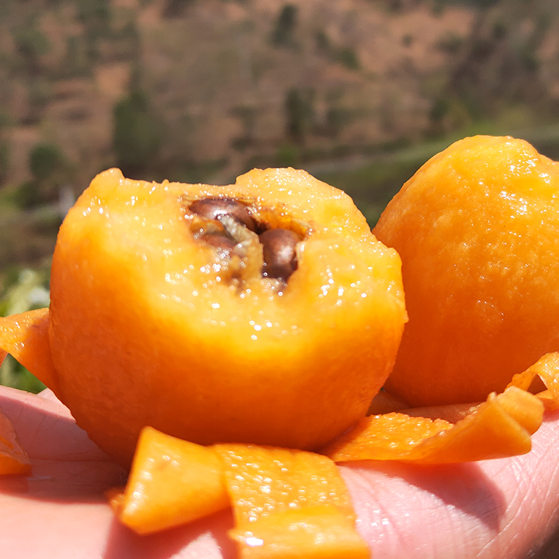 【云南蒙自枇杷】 皮薄肉厚 酸甜多汁 风味十足 高山现摘现发 3斤装