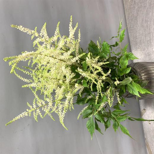 进口络新妇-白色 商品图1