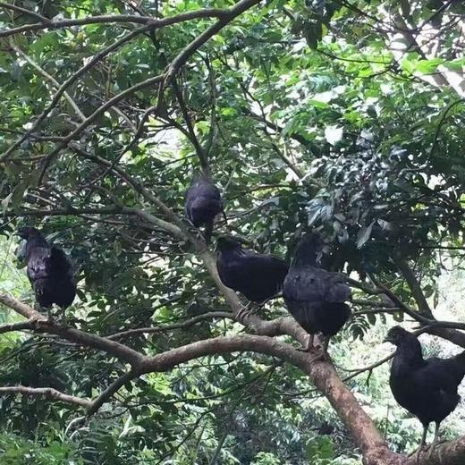 竹荪搭子-【精品五黑鸡 | 山林散养两年以上】砂锅伴侣 鸡汤清澈不浑浊 口感紧实不柴（母鸡 处理后净重1.75~2.1斤/只） 商品图4