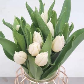 进口郁金香-维珍（35克）