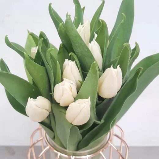 进口郁金香-维珍（35克） 商品图0