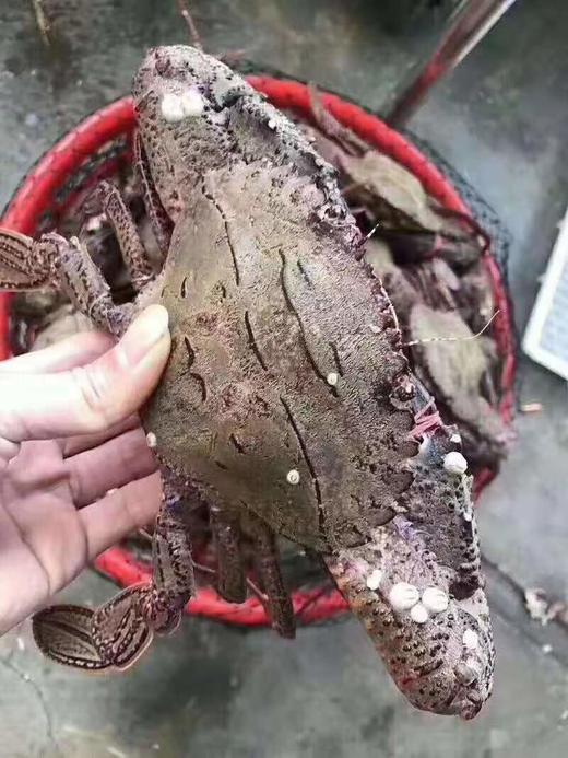 丨生态丨野生海捕活冻海鲜螃蟹类 扁蟹（肉蟹），黑蟹，三眼蟹，花蟹，红鲟膏蟹，帝王蟹，大蟹脚肉 商品图2