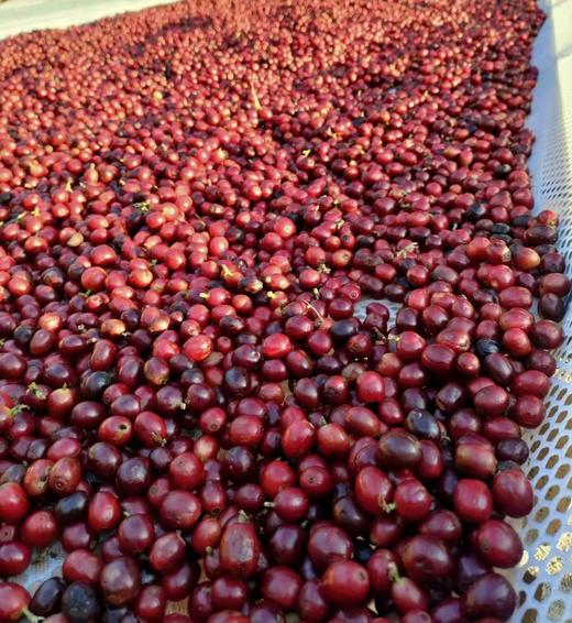 精品生态咖啡豆/粉/{挂耳咖啡} 商品图6