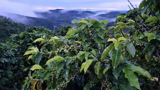 精品生态咖啡豆/粉/{挂耳咖啡} 商品图2