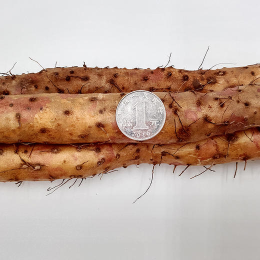 正安 新鲜铁棍山药 优质原材 产地直供 生态种植采挖 外形弯曲锈斑明显 礼盒装约4.5斤【秒杀-不叠加其他活动】 商品图3