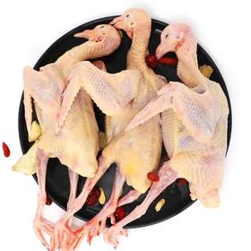 【外地专拍链接，速冻生鲜，顺丰发货】生鲜肉类郧阳区新鲜现杀青山乳鸽3只（单只杀完净重6~7两左右）下单后48小时发货