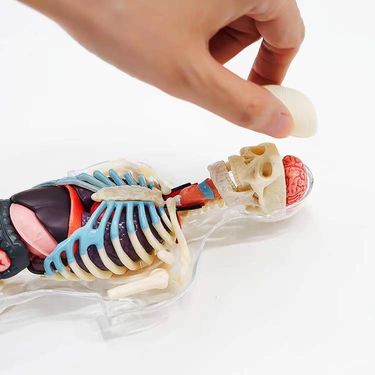 酷奇玩具4dmaster解剖模型 人体 立体diy手工摆件