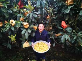 【溯源】云南蒙自枇杷·止咳不用药