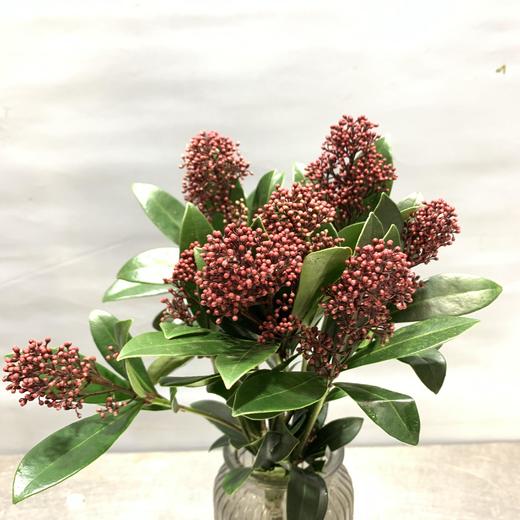 茵芋-红色 商品图1