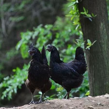 竹荪搭子-【精品五黑鸡 | 山林散养两年以上】砂锅伴侣 鸡汤清澈不浑浊 口感紧实不柴（母鸡 处理后净重1.75~2.1斤/只） 商品图3