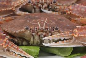 丨生态丨野生海捕活冻海鲜螃蟹类 扁蟹（肉蟹），黑蟹，三眼蟹，花蟹，红鲟膏蟹，帝王蟹，大蟹脚肉