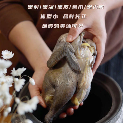 竹荪搭子-【精品五黑鸡 | 山林散养两年以上】砂锅伴侣 鸡汤清澈不浑浊 口感紧实不柴（母鸡 处理后净重1.75~2.1斤/只） 商品图7